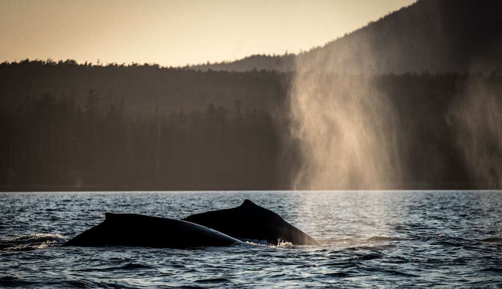 Whale Landscape